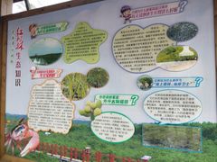 -北海金海湾红树林生态旅游区