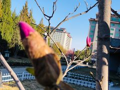 -北京九华山庄会展酒店