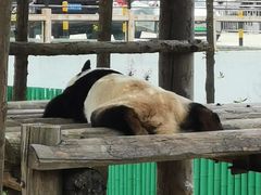 -西霞口神雕山野生动物世界