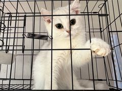 -喵百万·布偶·蓝金金渐层英短·猫舍(百子湾店)
