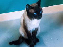 -飞行喵MR PILOT|猫舍·猫咖(静安大融城店)