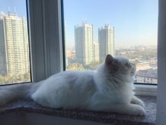 -猫大福·Fortune Cat猫舍(百子湾店)