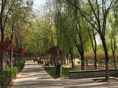 -大兴滨河森林公园