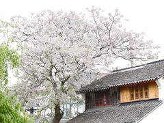 -金泽古镇