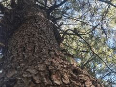 -苍山感通索道