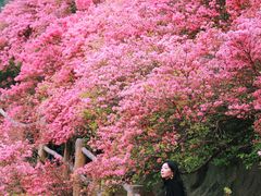 -木兰云雾山