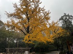 -灵谷景区