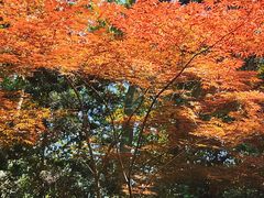 -上海吴淞炮台湾国家湿地公园