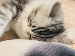 -飞行喵MR PILOT|猫舍·猫咖(静安大融城店)