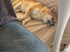 -怪兽屋·羊驼·猫咖·狗咖(俊华广场店)