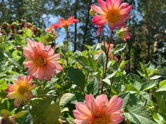 -亿利库布其七星湖沙漠生态旅游区