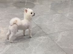 -中农国际动物医院24小时·猫科·骨科·急重症中心