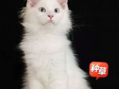-70cat德文卷毛猫·缅因猫纯种猫舍