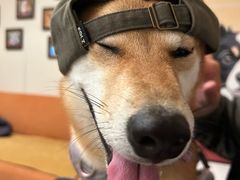 -申普宠物医院·心脏介入·心血管微创(总院)