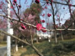 -太子山公园(园东路)