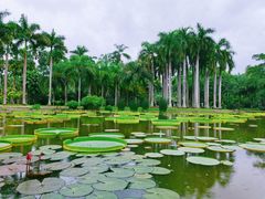 -中国科学院西双版纳热带植物园