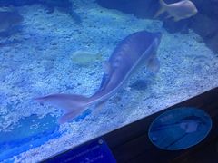 -上海长江河口科技馆