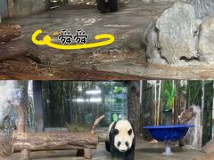 -海南热带野生动植物园