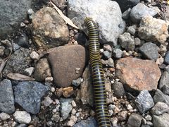 -碓臼峪自然风景区