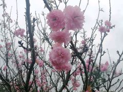 -天适樱花悠乐园