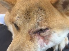 -爱侣宠医·鹦鹉专科·小型哺乳类·异宠专科(灵石路店)