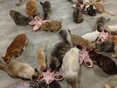 -楼上猫咖(罗湖店)
