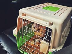 -北京观赏动物医院·24小时大型综合·猫专科·异宠专科