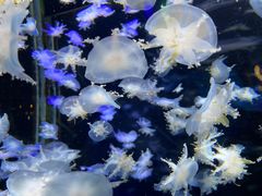 -太平洋海底世界