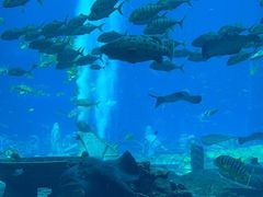 -亚特兰蒂斯•OSSIANO奥西亚诺海底餐厅