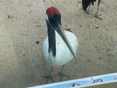 -盐城丹顶鹤湿地生态旅游区