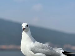 -海埂大坝