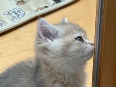 -帕帕拉兹宠物(亚洲旗舰店)