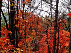 -云岭野山参风景区