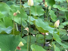 -莲花池公园