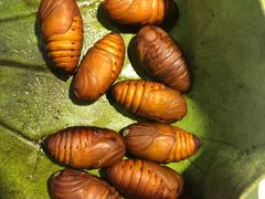 -万龙洲海鲜(大兴绿地缤纷城店)