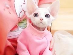 -十年猫舍·猫咪专门店(普陀店)