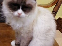 -猫色咖啡·猫咖