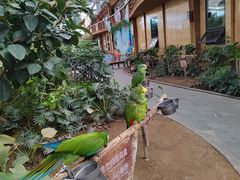 -南宫五洲植物乐园