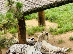 -西霞口神雕山野生动物世界