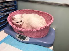 -纳吉亚猫专科动物医院博雅分院
