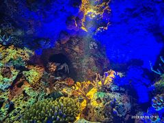 -上海海洋水族馆