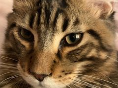 -猫大福·Fortune Cat猫舍(百子湾店)