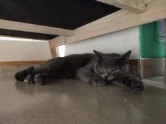 -藏猫猫咖啡主题馆(中央大道店)