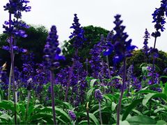 iphone_upload_pic-松山湖梦幻百花洲