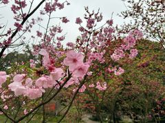 -南山植物园