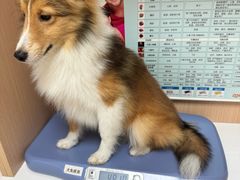 -谐和贝康宠物医院24小时·宠保定点(急重症转诊中心)