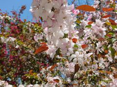 -长白岛森林公园