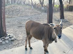 -北京野生动物园