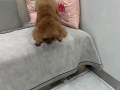 -安安宠医宠物医院·异宠·犬猫内科(岳阳分院)