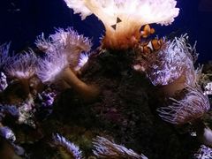-悉尼海洋生物水族馆
